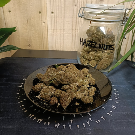 Hazelnuts 5,32% CBD