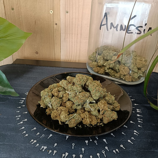 Amnésia  13.3% CBD